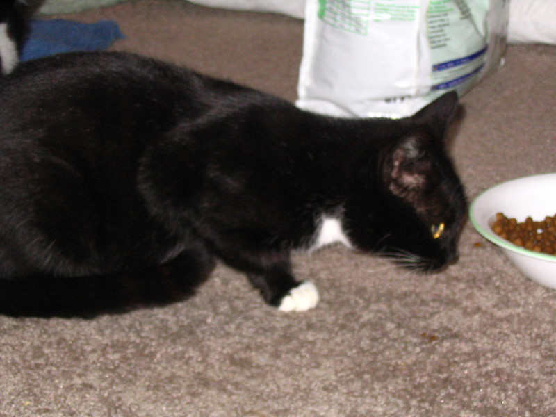 A black-and-white cat eating from a bowl