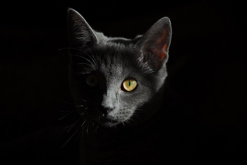 A dramatic close-up of a black cat with a glowing amber eye against a dark background