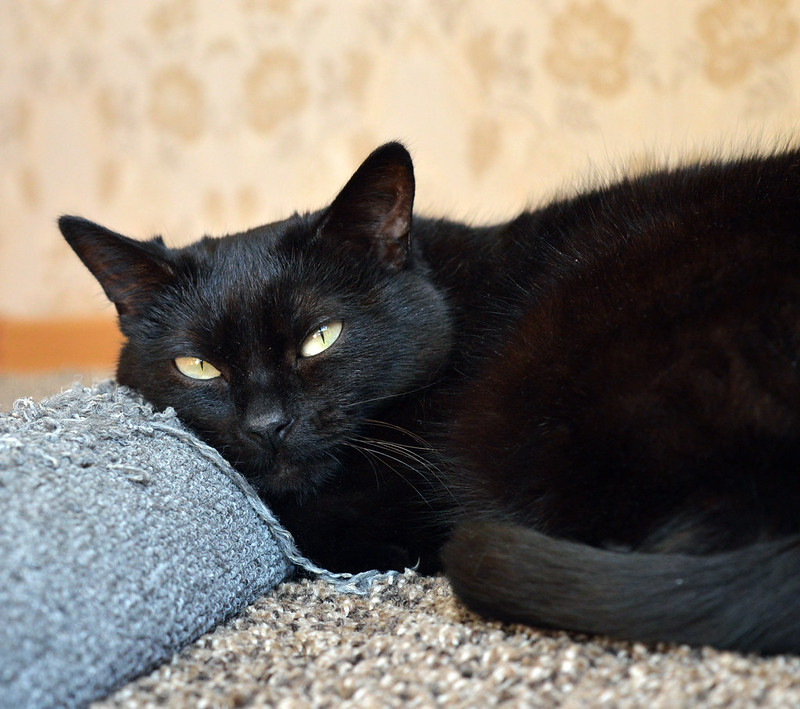 A black cat with green eyes lounging on a sun-warmed stone