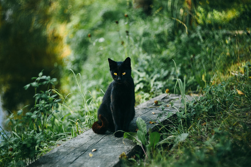 A black cat sitting upright among green foliage, eyes bright yellow