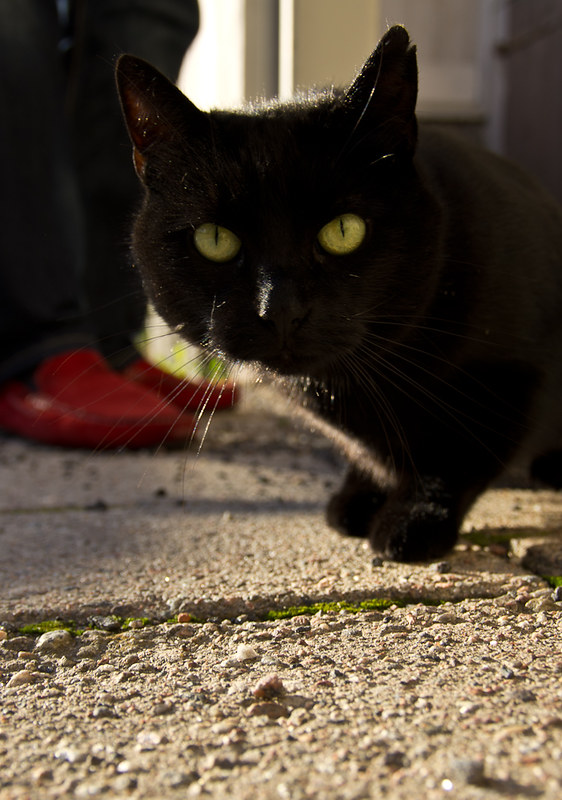 A black cat with yellow eyes walking toward the camera in daylight
