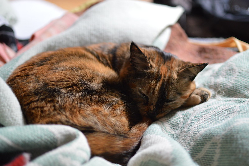 A tortoiseshell cat curled asleep on a soft blanket