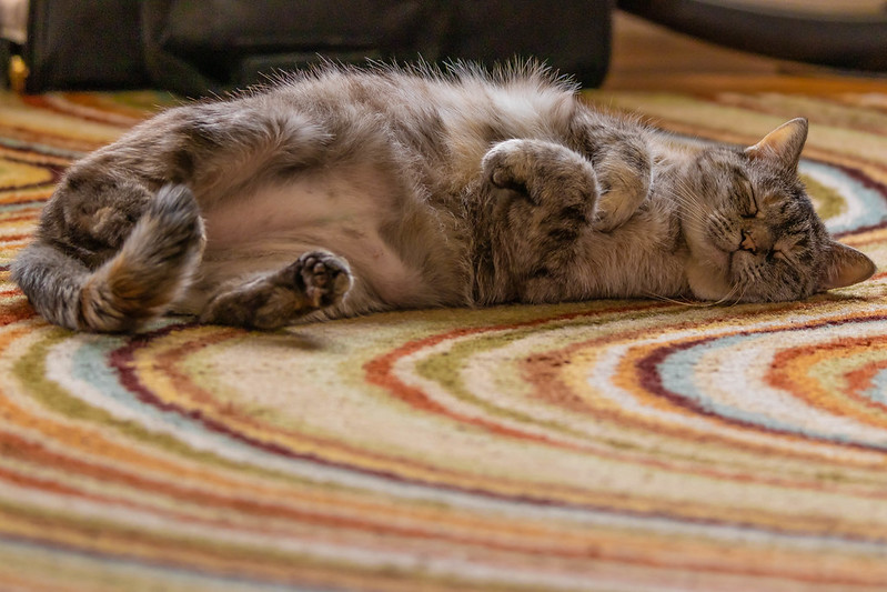 A grey tabby cat stretched out asleep on a striped rug