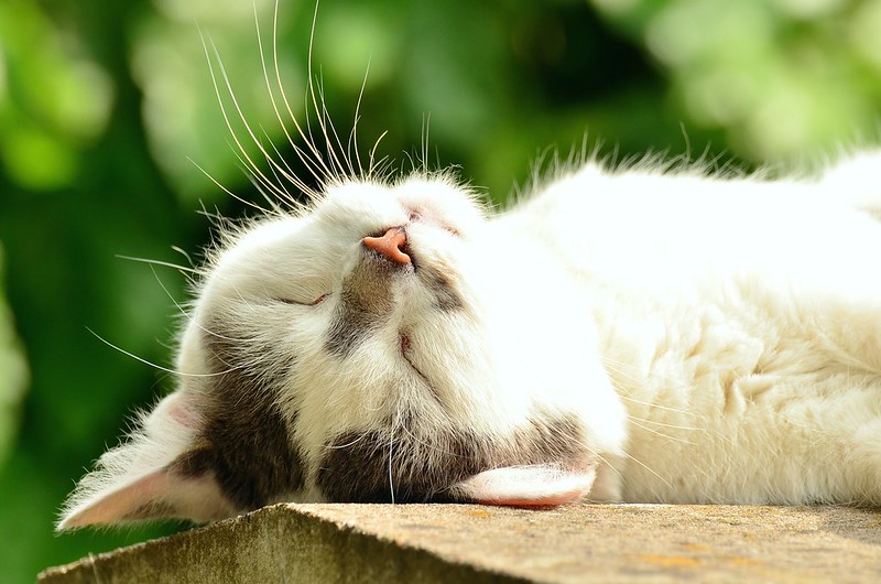A fluffy white cat sleeping belly-up in a patch of sunshine