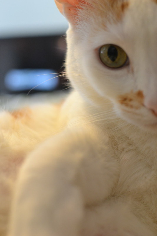 A soft close-up of a cream-coloured cat