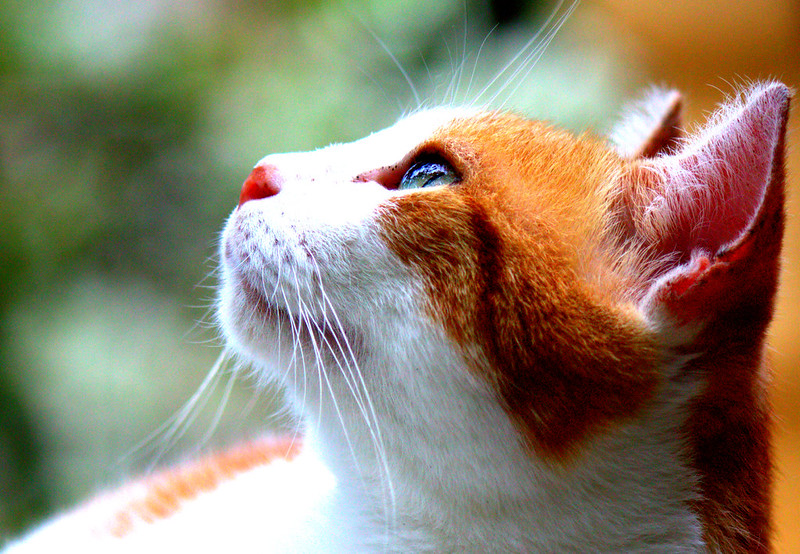 A ginger-and-white cat gazing upward