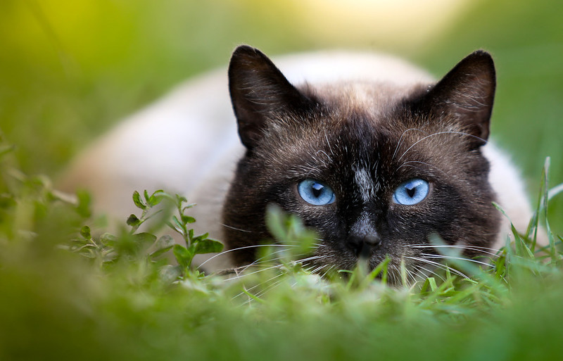 A seal-point Siamese cat with vivid blue eyes lying in grass