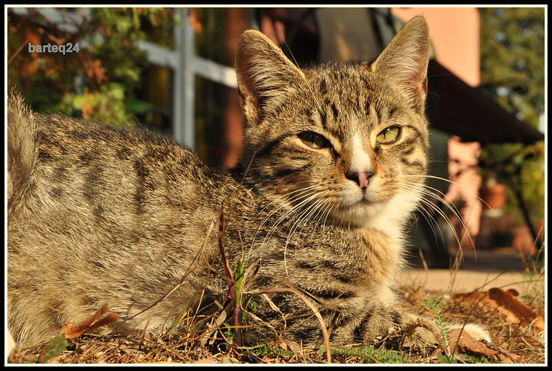 A brown mackerel tabby cat resting outdoors