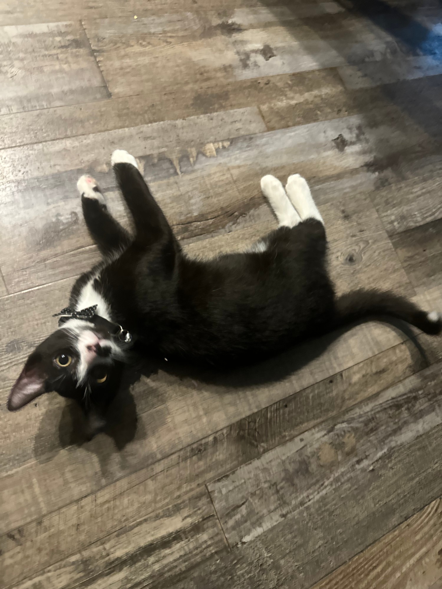 A tuxedo cat in a bow-tie collar rolling playfully on a wooden floor