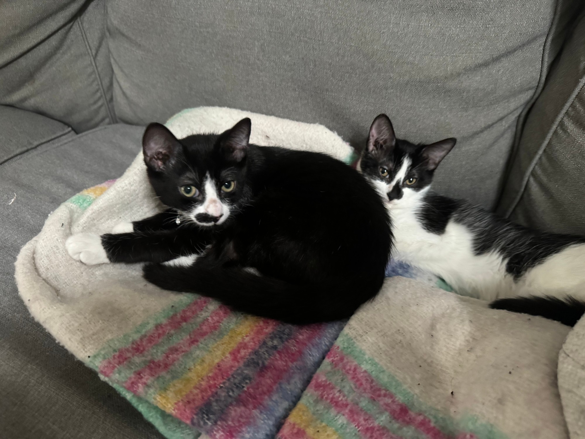 Two black-and-white tuxedo kittens curled up together on a striped blanket