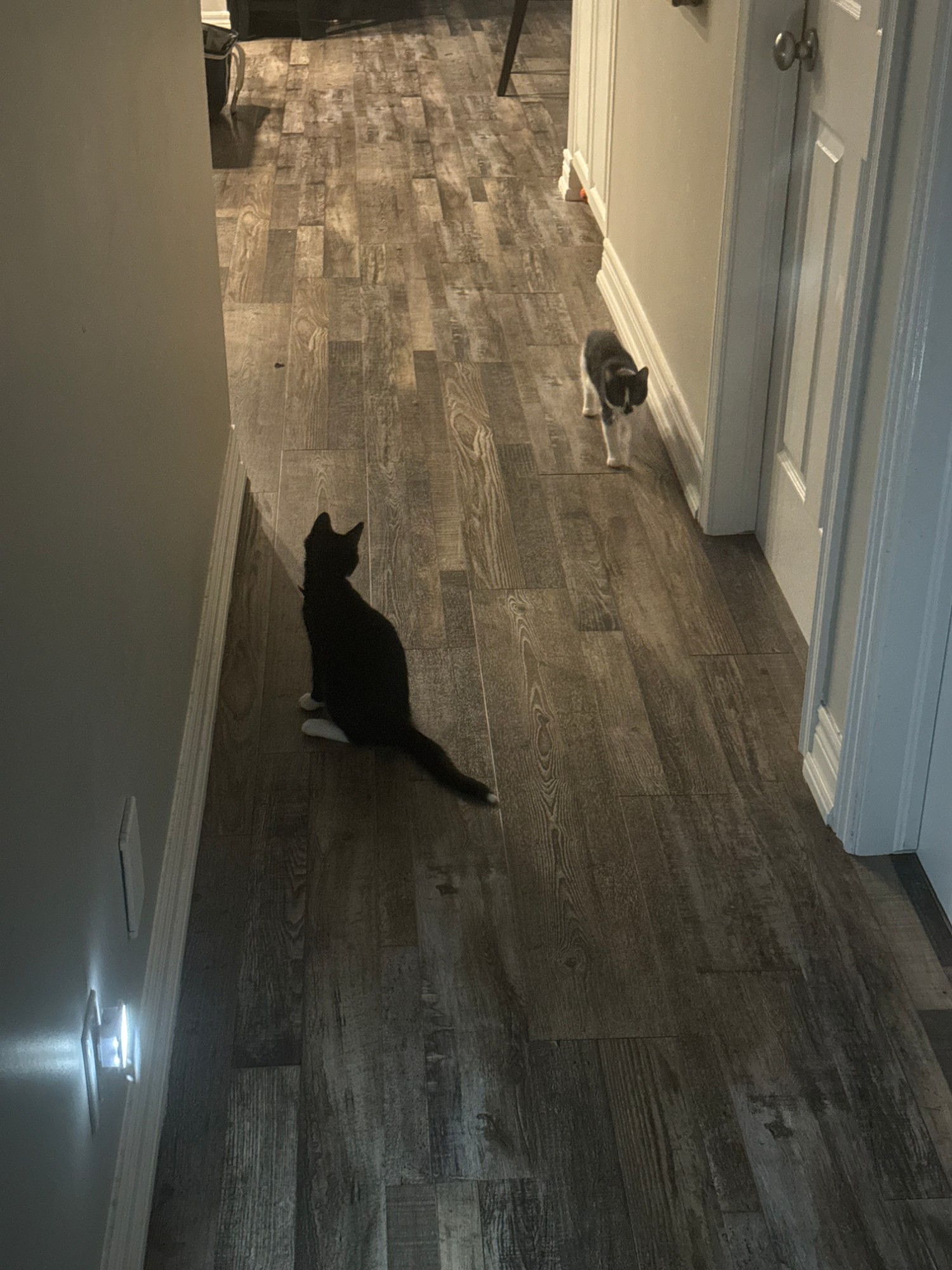 Two black-and-white tuxedo cats exploring a hallway
