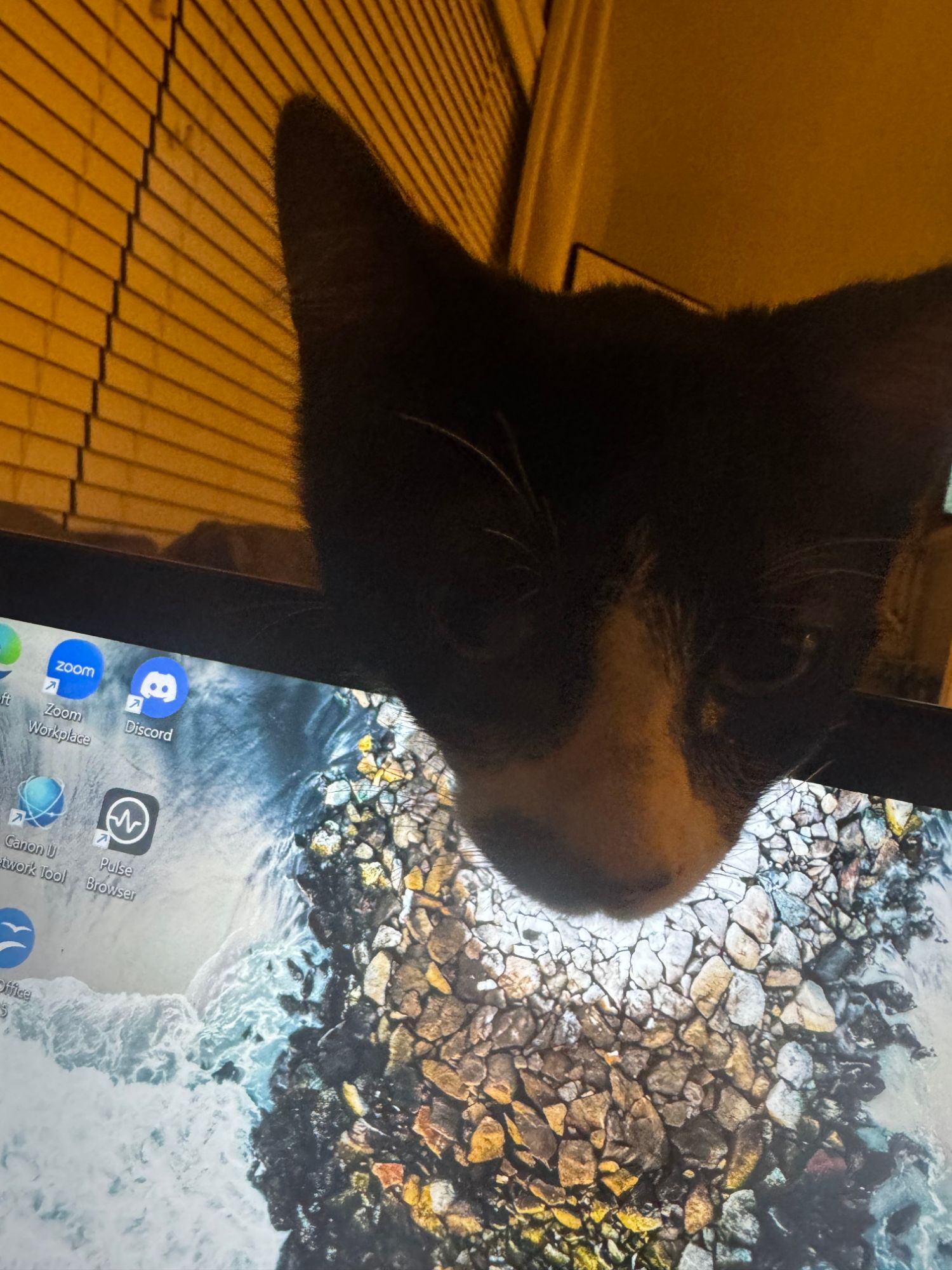 Our cat Tank peering down over the top of a computer monitor