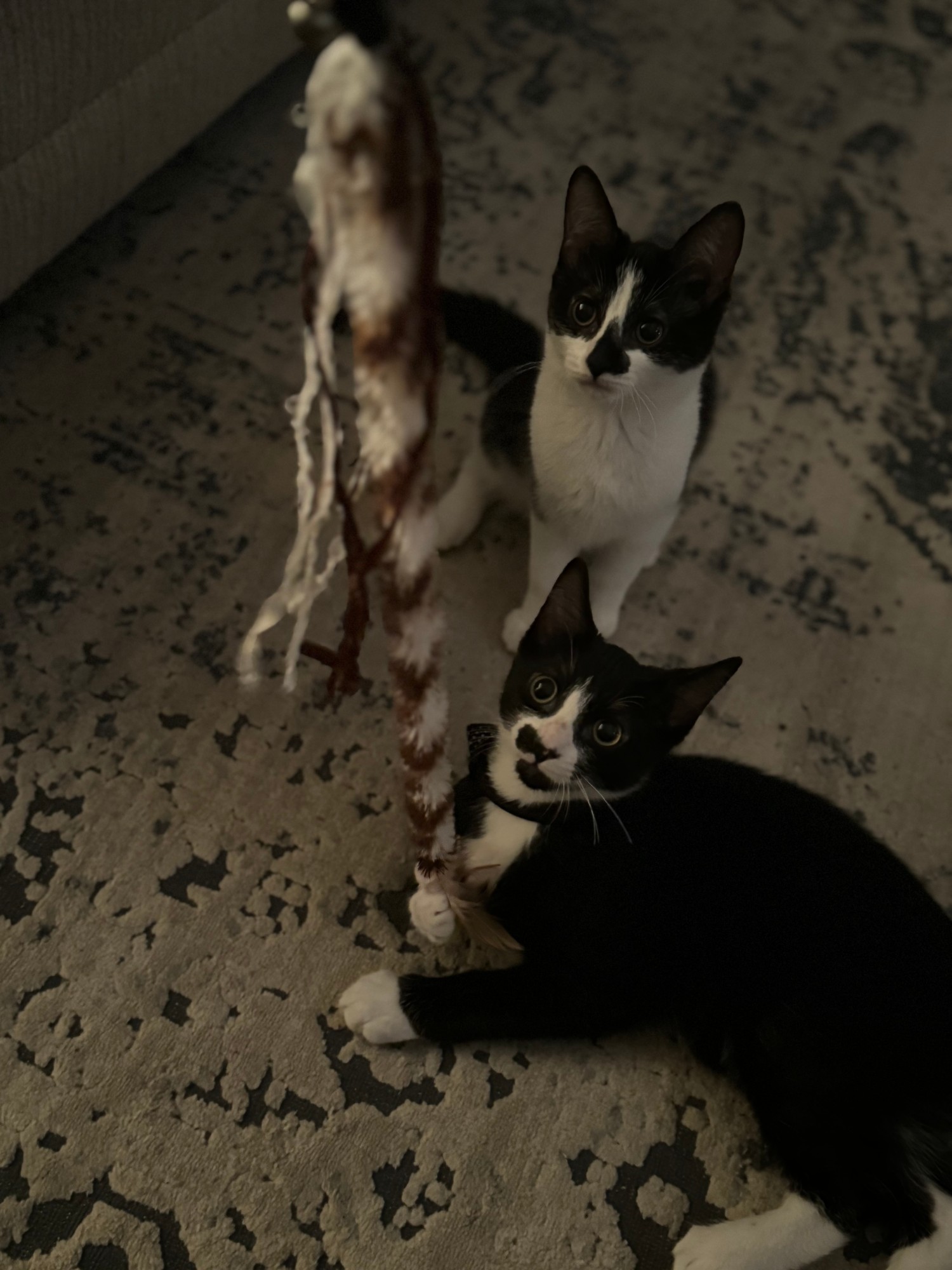 Two tuxedo kittens looking up from a feather wand toy on a rug