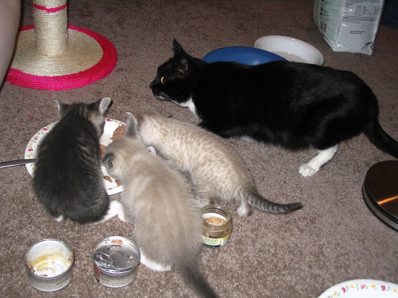 Cats eating from a row of bowls