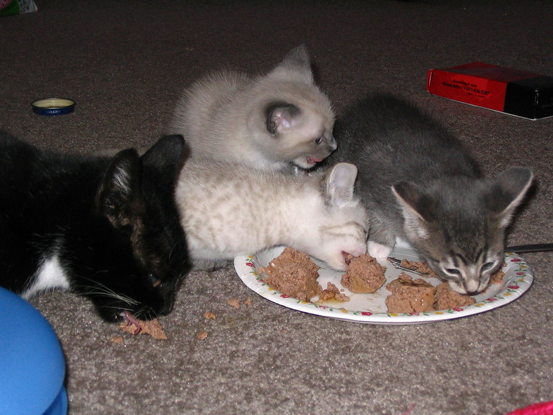 Several kittens sharing food from a plate