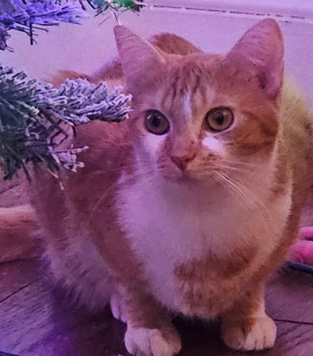 Mia, a ginger cat with a white chest, sitting beneath a frosted Christmas tree