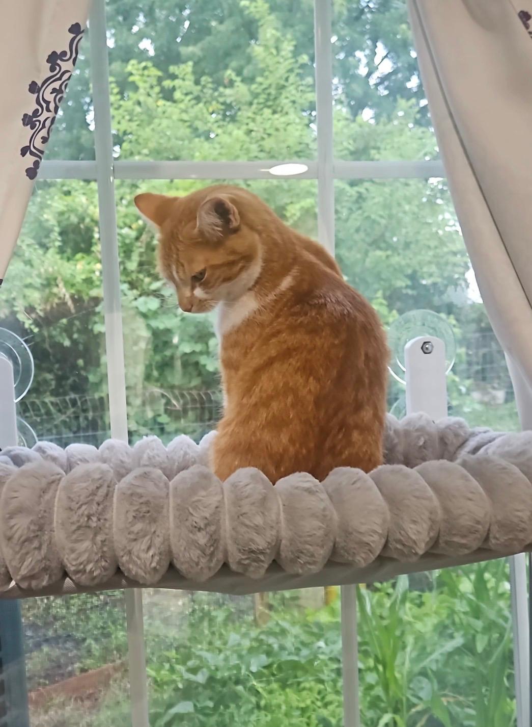 Mia, a ginger cat, perched in a window hammock watching the garden below