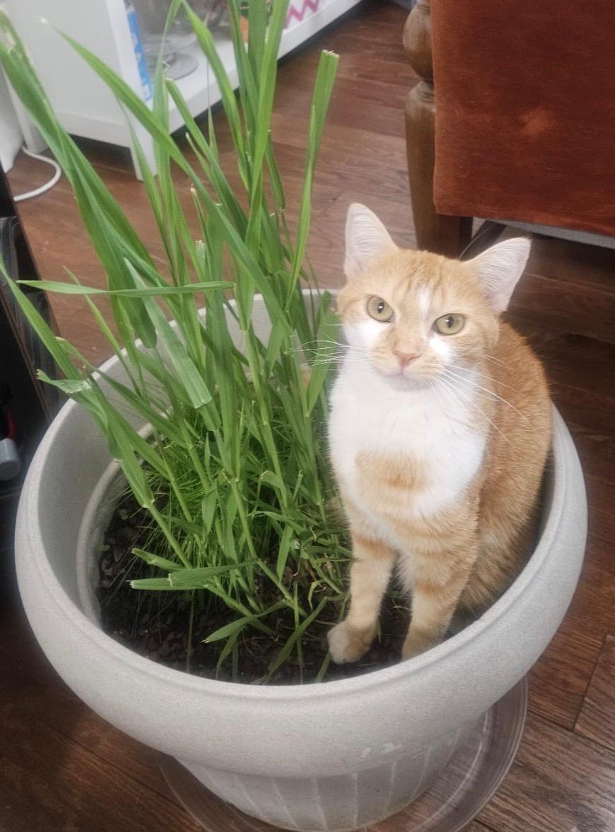 Mia, a ginger cat, sitting upright in a planter of fresh cat grass