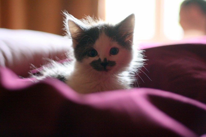 A calico kitten mid-meow on a pink cushion