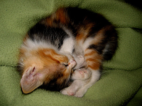 A calico kitten curled up asleep in a nest of blankets
