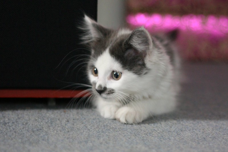 A grey-and-white kitten crouched playfully on the floor