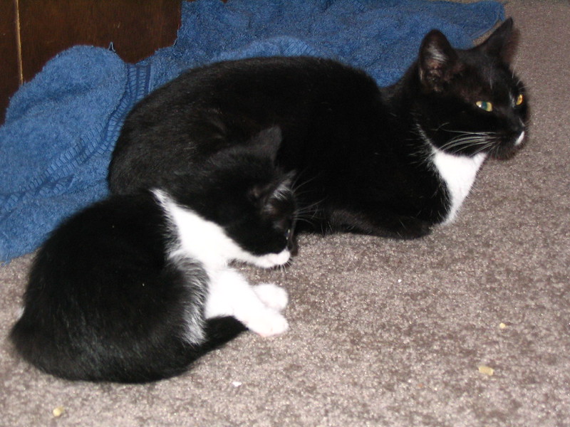 A black-and-white mother cat curled around her small black kitten