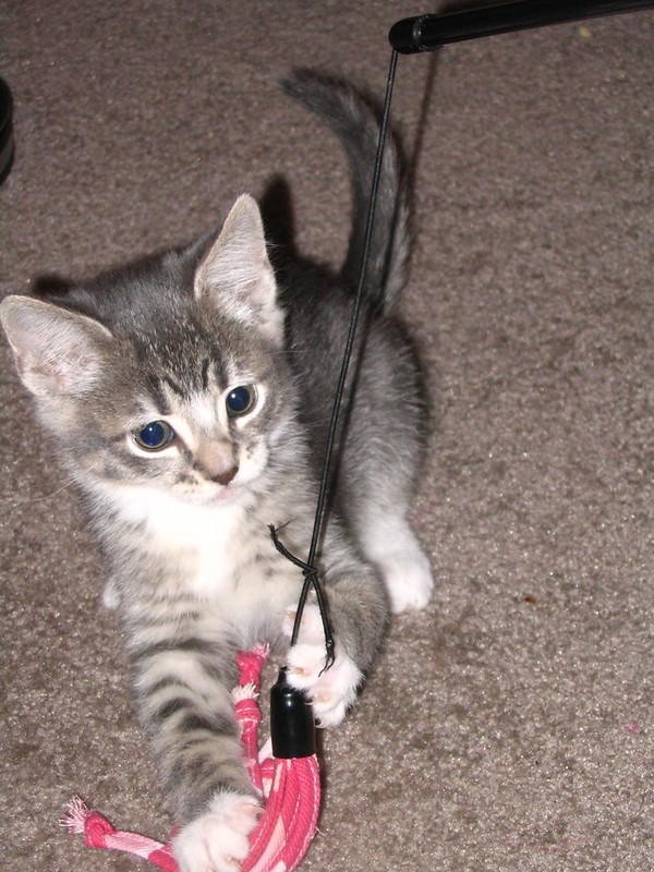 A brown tabby kitten batting at a dangling toy