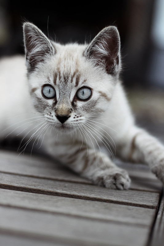 A silver tabby kitten with wide blue eyes resting on a white blanket