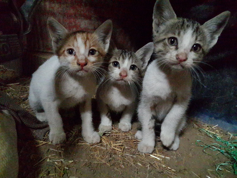 Three young kittens huddled close together