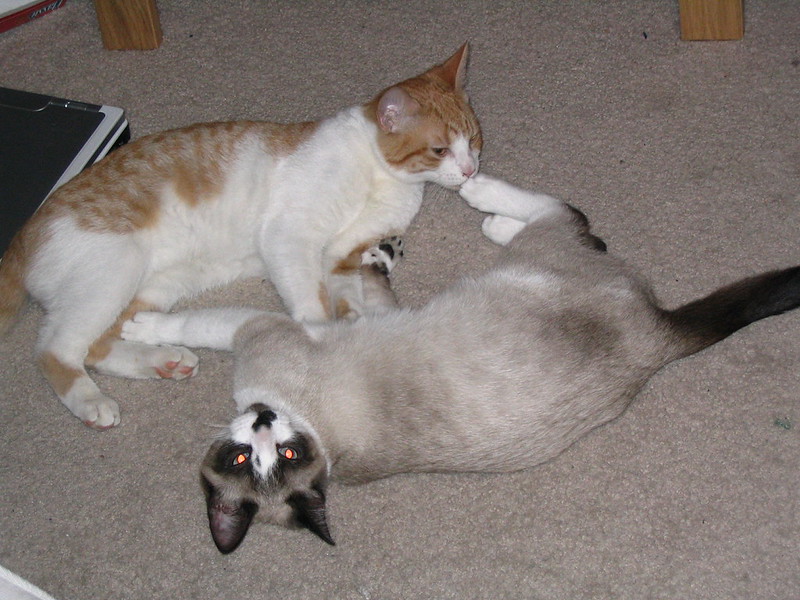 Two cats wrestling playfully on the floor