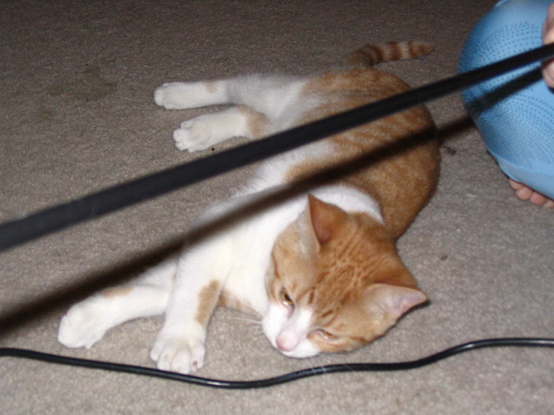 A ginger-and-white cat playing with a wand toy