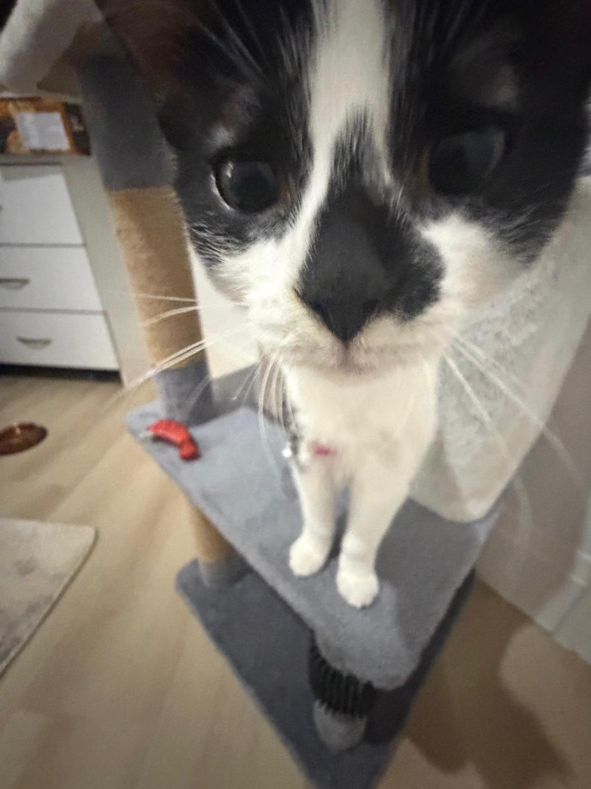 A tuxedo cat inspecting the camera from the top of its grey cat tree