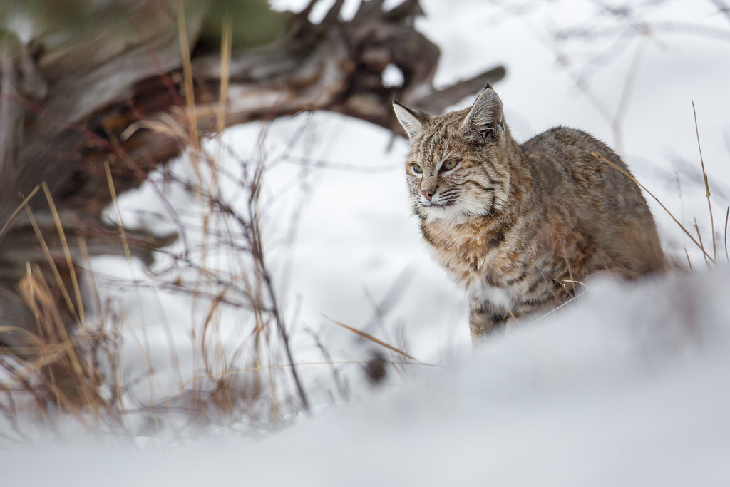 A bobcat perched on a snowy riverbank