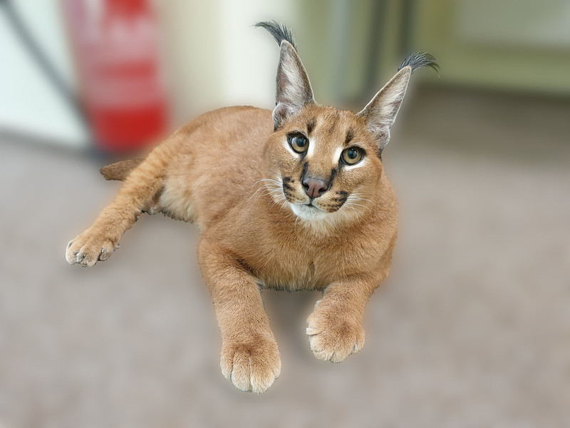 A caracal with a reddish coat and long black ear tufts