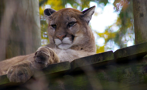 A cougar resting on a wooden platform with a paw hanging down