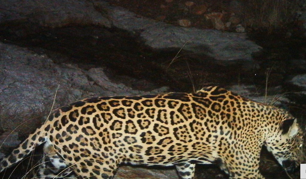 A jaguar with rosette markings lying on a rock ledge