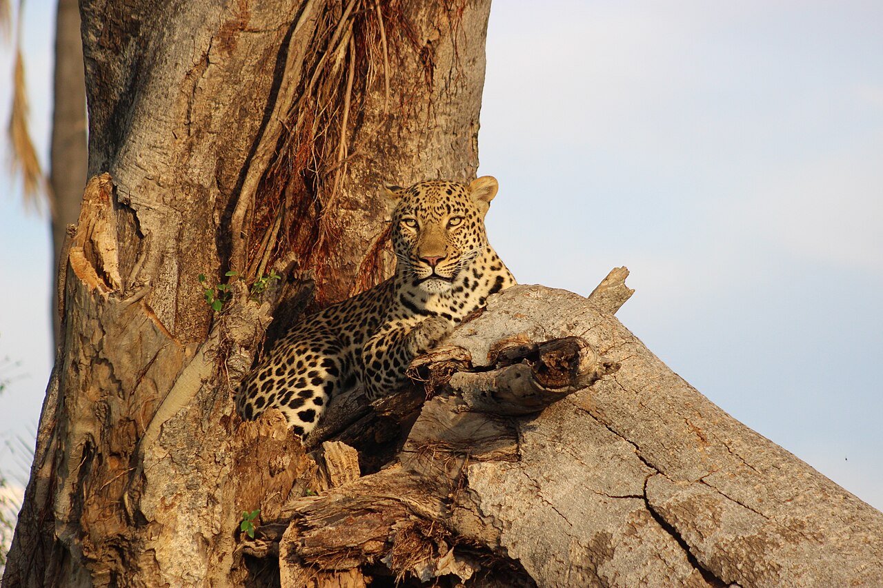 A leopard resting in the fork of a tree