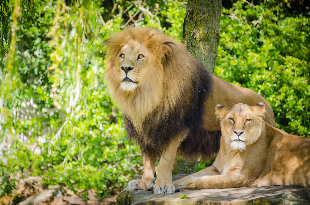 A male lion with a full mane beside a lioness on rocks