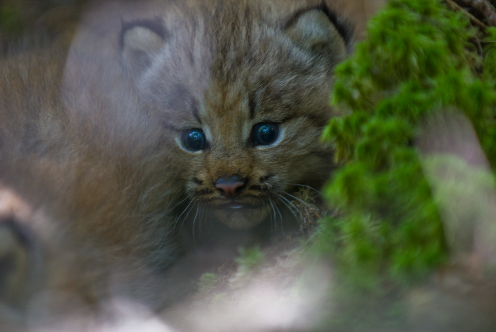 A lynx kitten with tufted ears and pale blue eyes