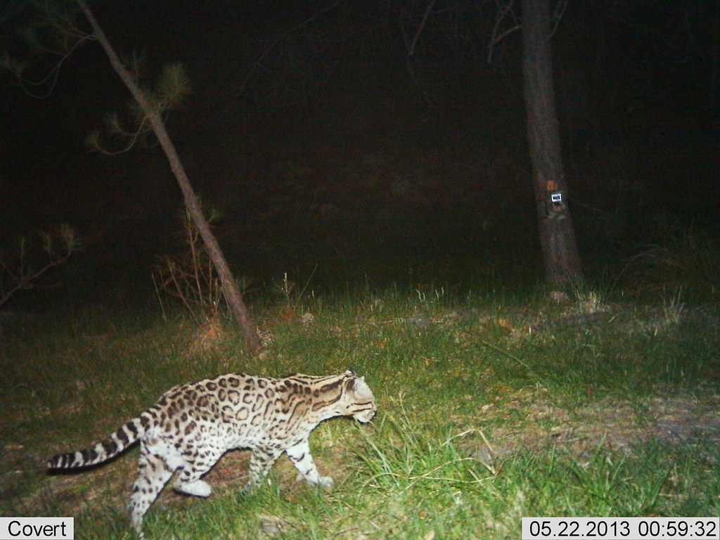 An ocelot with dappled markings walking through grass