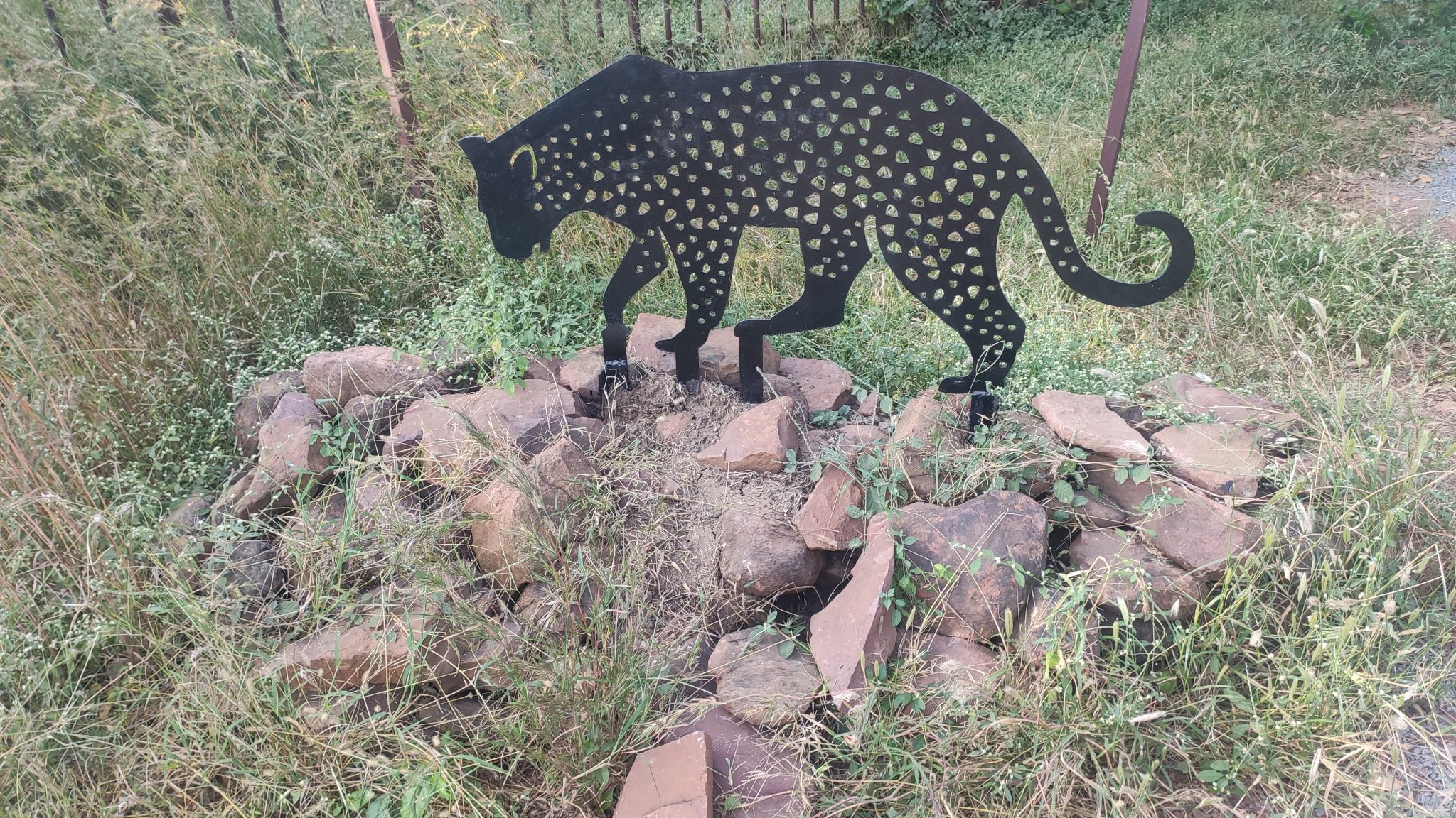 A black melanistic leopard standing on rocks