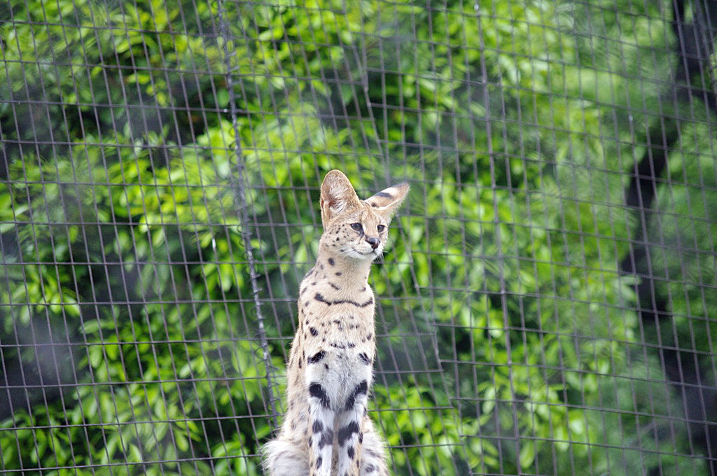 A serval with large ears and long legs climbing