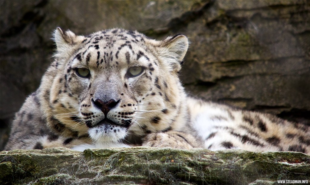 A snow leopard resting on rock with its thick tail curled around it