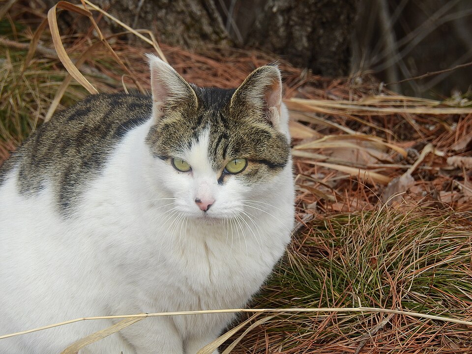 A tabby-and-white feral cat sitting outdoors among dry grass