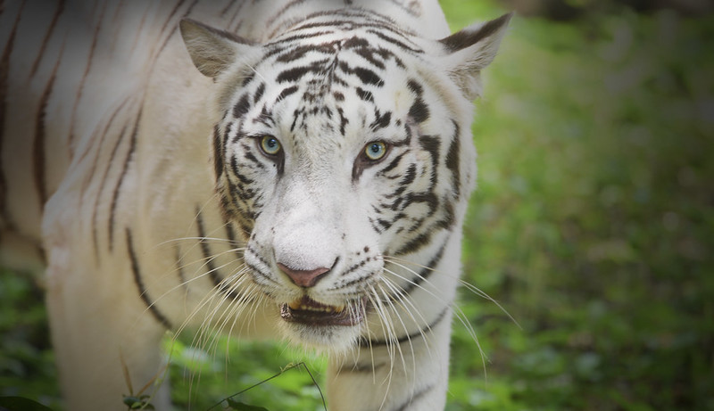A white Bengal tiger staring directly at the camera