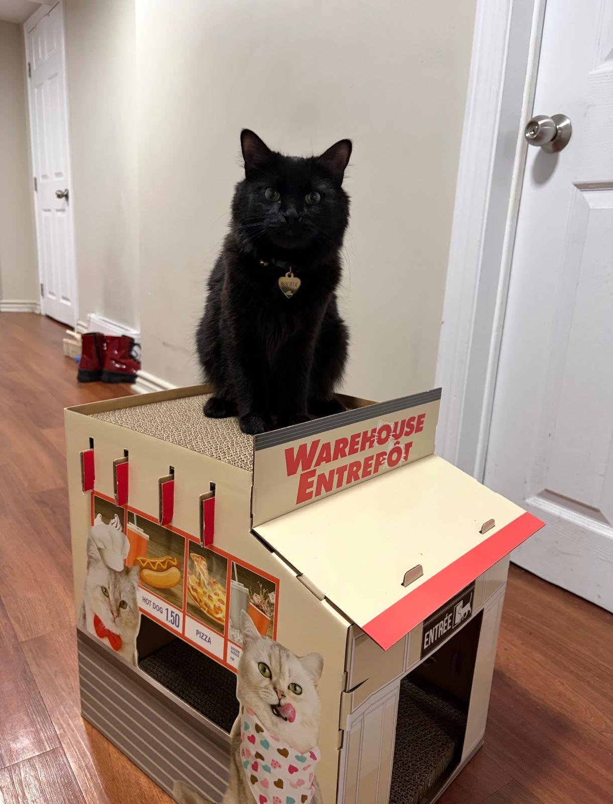 Wybie the black cat with green eyes sitting on a cardboard cat house