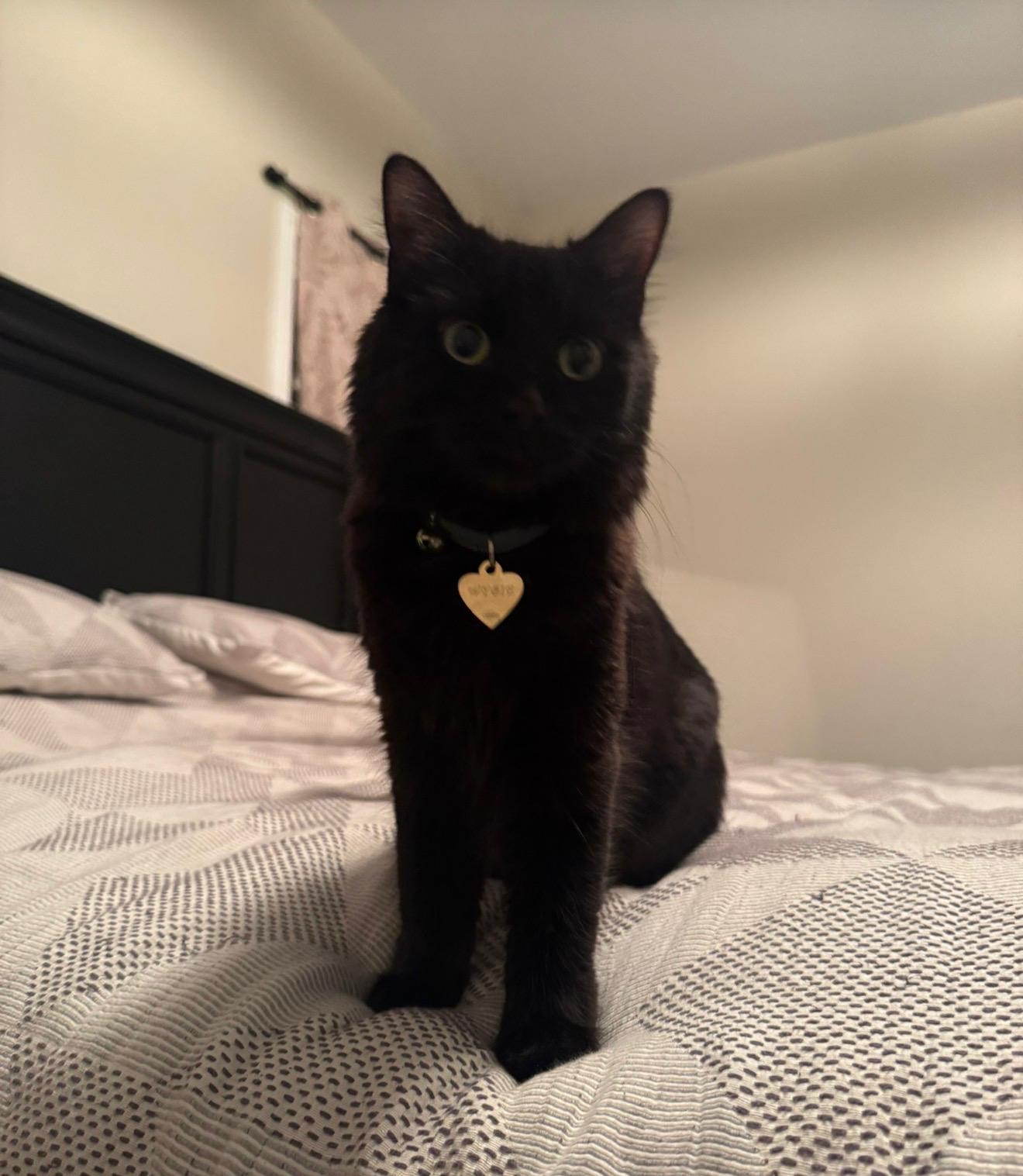 Wybie the black cat with green eyes standing on a bed wearing a heart-shaped name tag